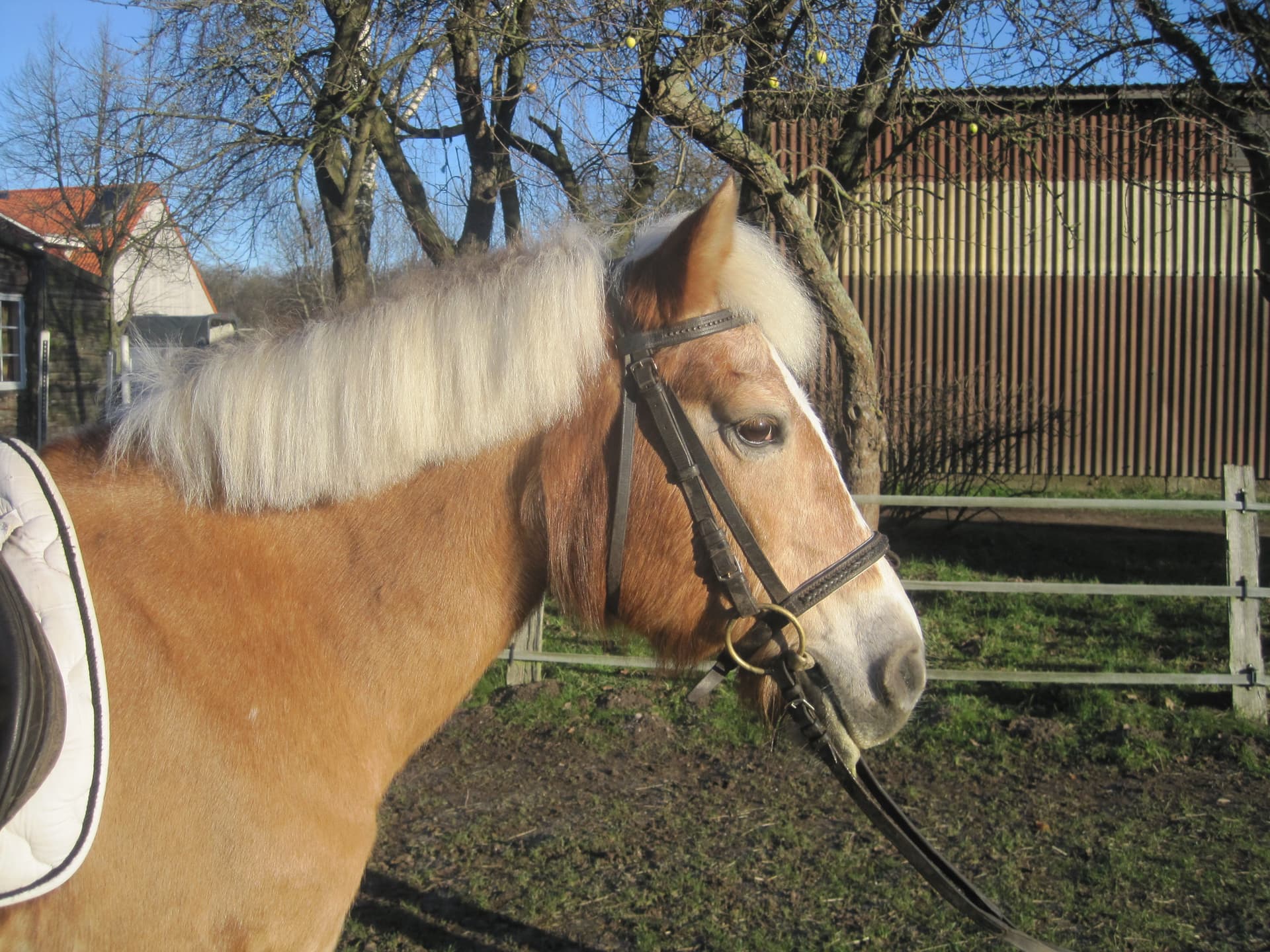 Ponys für die Kleinsten